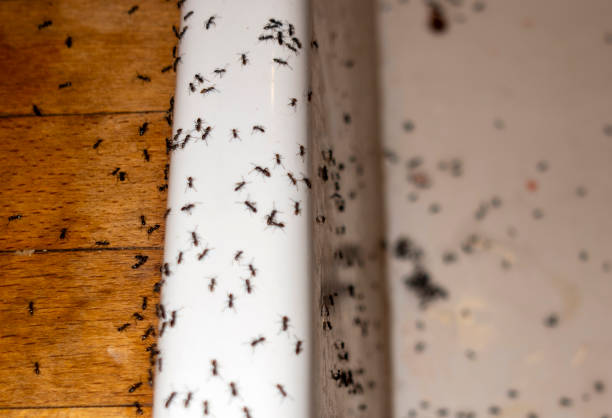 Best Residential Pest Control  in Onarga, IL